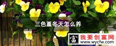 三色堇冬天怎么养