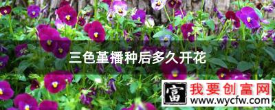 三色堇播种后多久开花