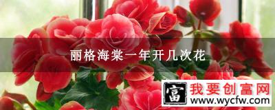 丽格海棠一年开几次花