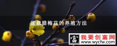 盆栽腊梅花的养殖方法