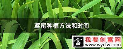 鸢尾种植方法和时间