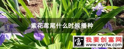 紫花鸢尾什么时候播种