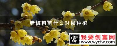 腊梅树苗什么时候种植