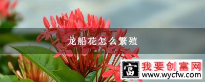 龙船花怎么繁殖