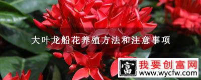 大叶龙船花养殖方法和注意事项