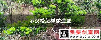 罗汉松怎样做造型