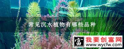 常见沉水植物有哪些品种