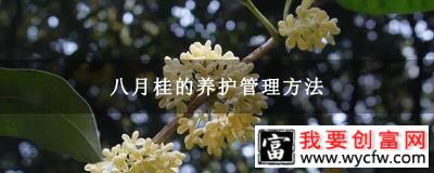 八月桂的养护管理方法