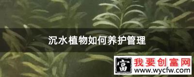 沉水植物如何养护管理