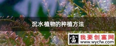 沉水植物的种植方法