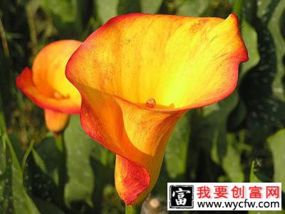 5种适合春节的球根花卉