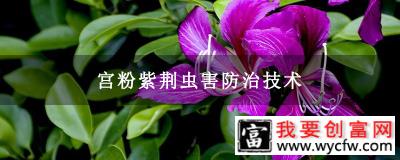 宫粉紫荆虫害防治技术