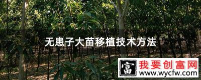 无患子大苗移植技术方法