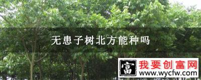 无患子树北方能种吗