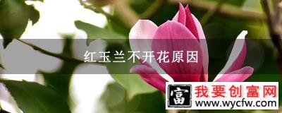 红玉兰不开花原因