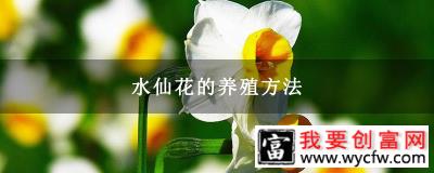 水仙花的养殖方法