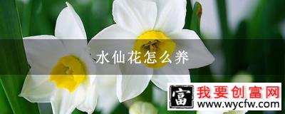 水仙花怎么养