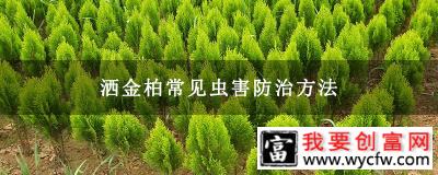 洒金柏常见虫害防治方法