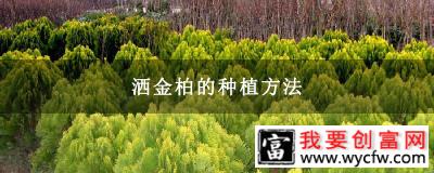 洒金柏的种植方法