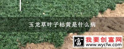 玉龙草叶子枯黄是什么病