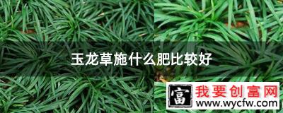 玉龙草施什么肥比较好