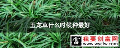 玉龙草什么时候种最好