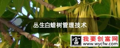 丛生白蜡树管理技术