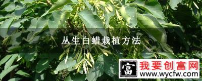 丛生白蜡栽植方法