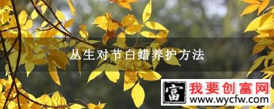 丛生对节白蜡养护方法