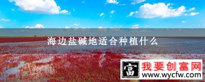 海边盐碱地适合种植什么