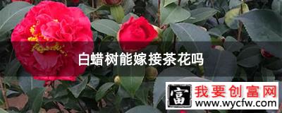 白蜡树能嫁接茶花吗