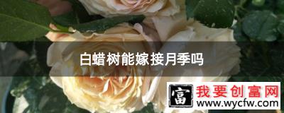 白蜡树能嫁接月季吗