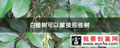 白蜡树可以嫁接那些树