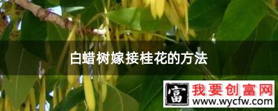 白蜡树嫁接桂花的方法