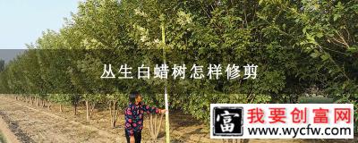 丛生白蜡树怎样修剪