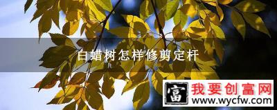 白蜡树怎样修剪定杆