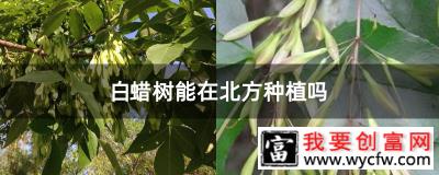 白蜡树能在北方种植吗