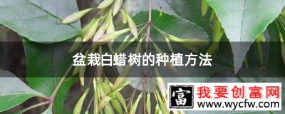 盆栽白蜡树的种植方法