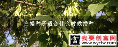 白蜡种子适合什么时候播种