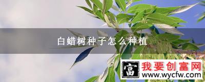 白蜡树种子怎么种植