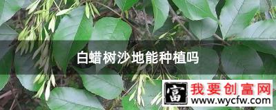 白蜡树沙地能种植吗