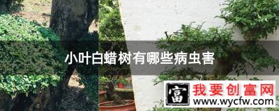 小叶白蜡树有哪些病虫害