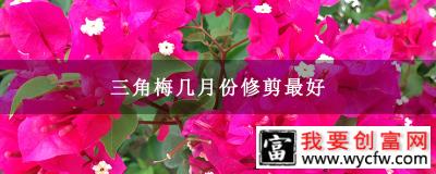 三角梅几月份修剪最好