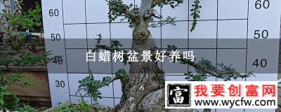 白蜡树盆景好养吗