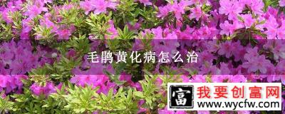 毛鹃黄化病怎么治