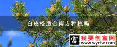 白皮松适合南方种植吗