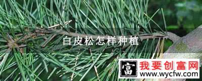 白皮松怎样种植