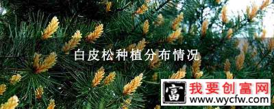 白皮松种植分布情况