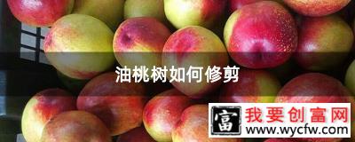 油桃树如何修剪