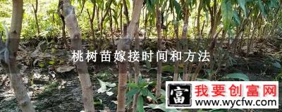 桃树苗嫁接时间和方法